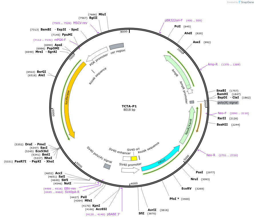 236320-plasmid-map-sequence-id-469294