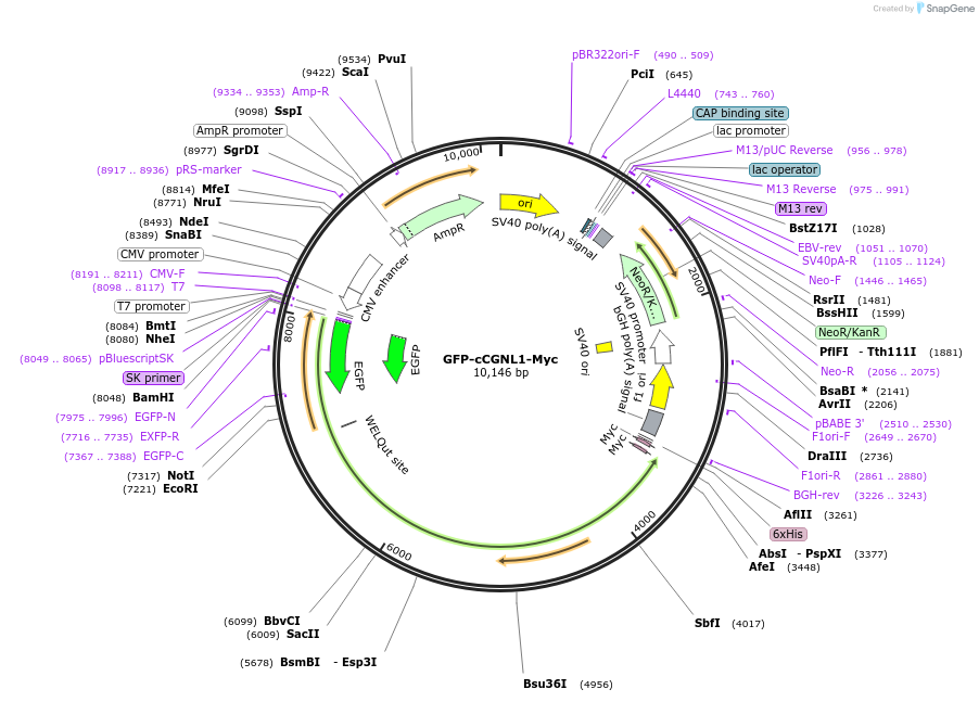 236516-plasmid-map-sequence-id-469297