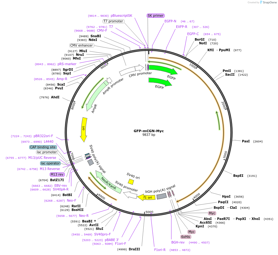 236509-plasmid-map-sequence-id-469302