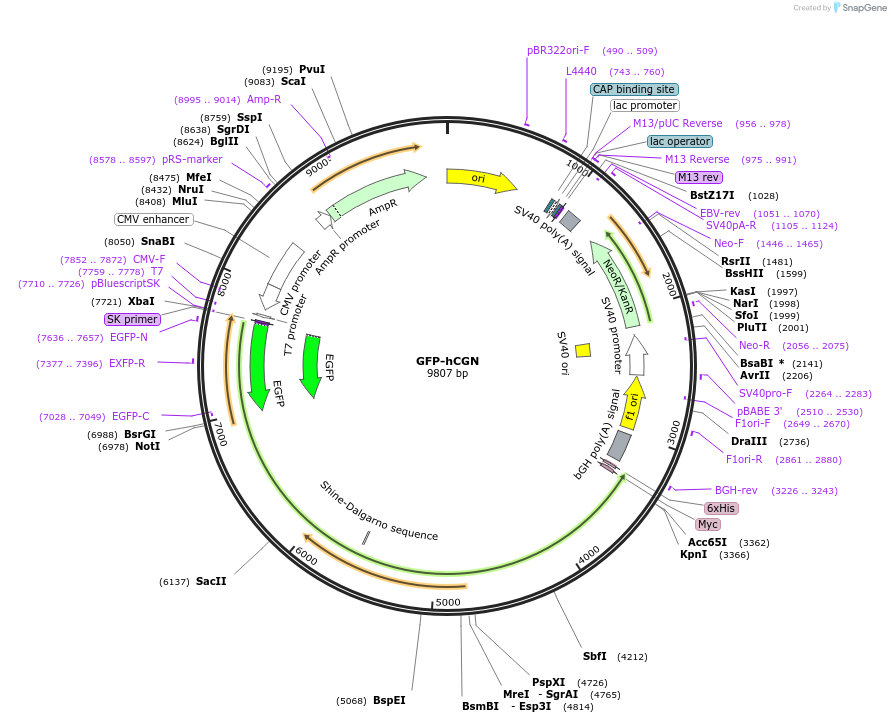 236507-plasmid-map-sequence-id-469308