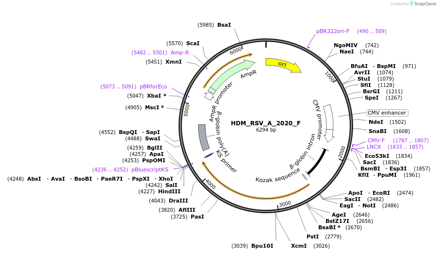 237356-plasmid-map-sequence-id-469314