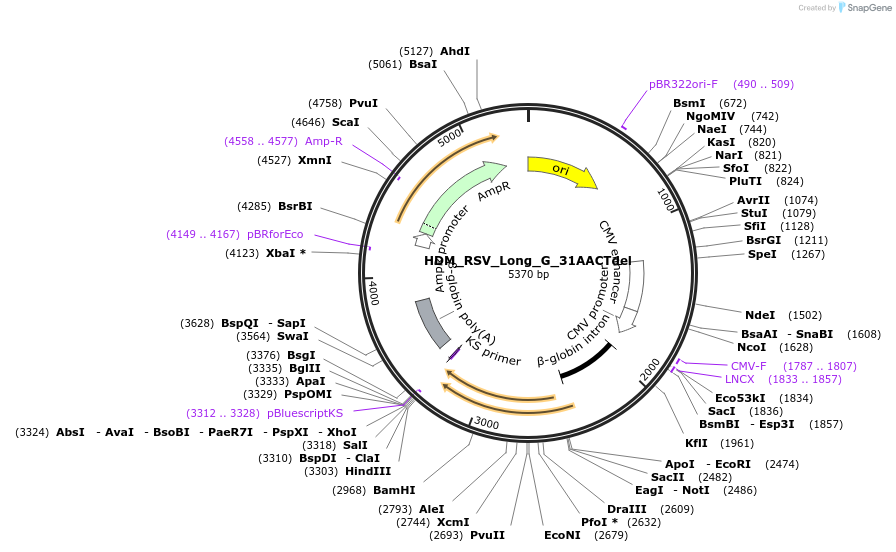 237350-plasmid-map-sequence-id-469316
