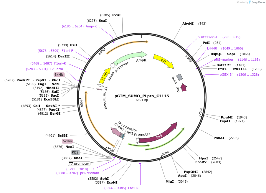 233740-plasmid-map-sequence-id-469323