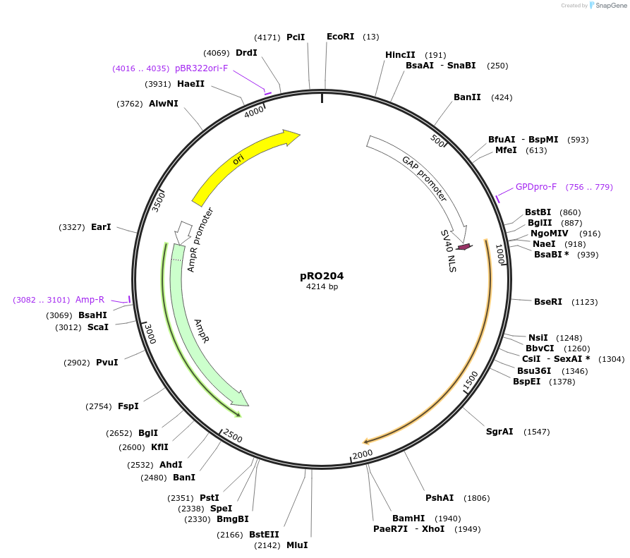 233843-plasmid-map-sequence-id-469329