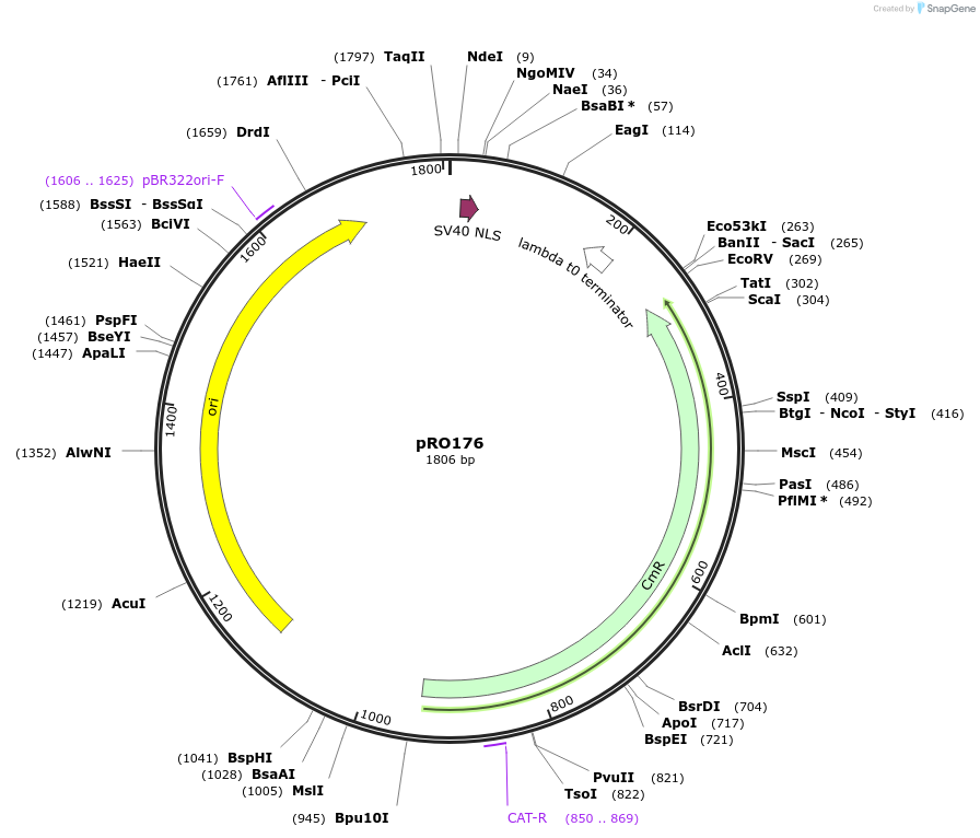233824-plasmid-map-sequence-id-469331