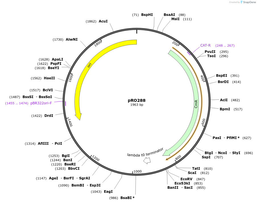 233827-plasmid-map-sequence-id-469332