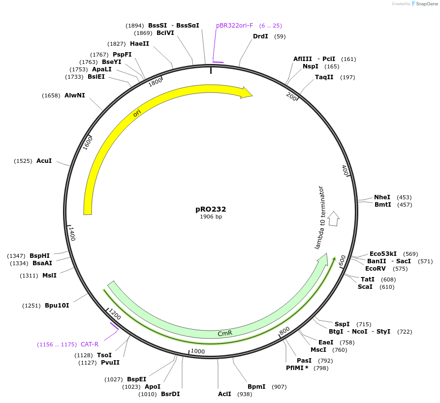 233808-plasmid-map-sequence-id-469334
