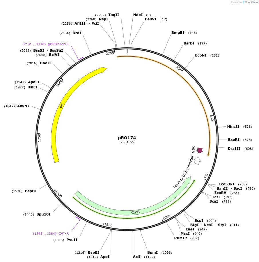 233809-plasmid-map-sequence-id-469340