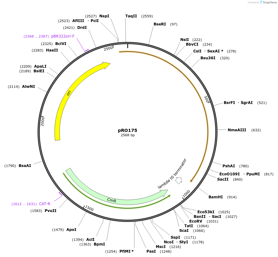 233810-plasmid-map-sequence-id-469341