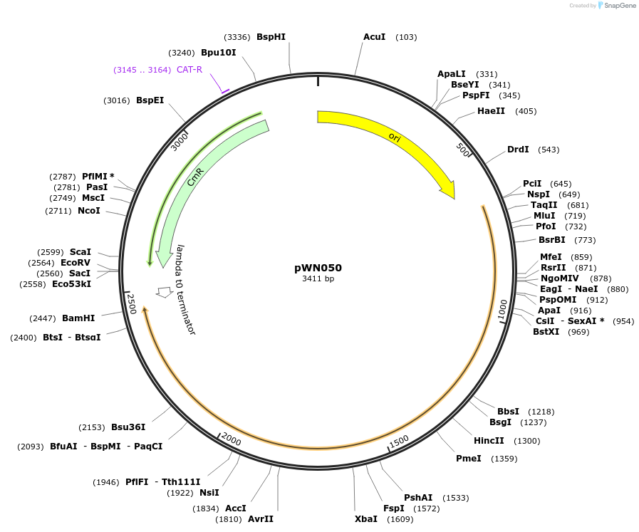 233815-plasmid-map-sequence-id-469342