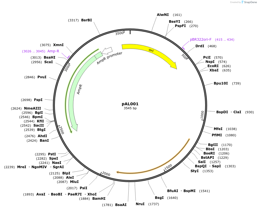 233848-plasmid-map-sequence-id-469345