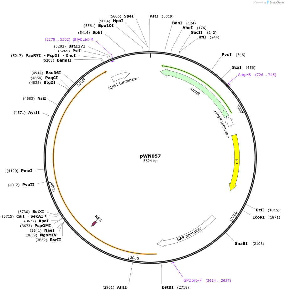 233852-plasmid-map-sequence-id-469347