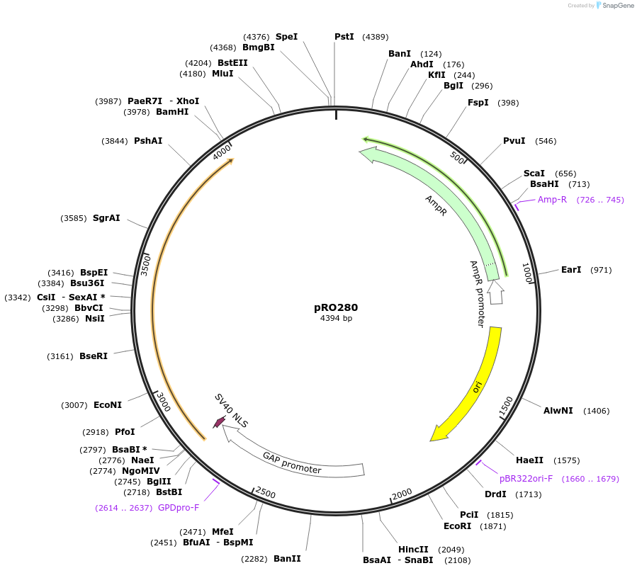 233846-plasmid-map-sequence-id-469348