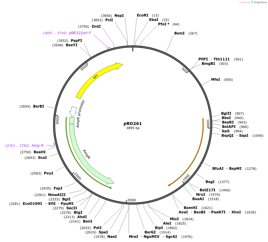 233831-plasmid-map-sequence-id-469349