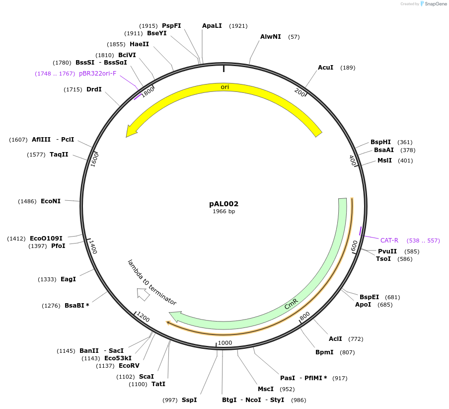 233829-plasmid-map-sequence-id-469351