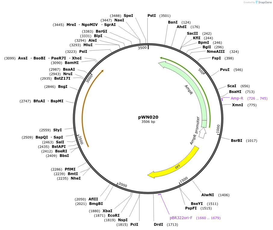 233850-plasmid-map-sequence-id-469356