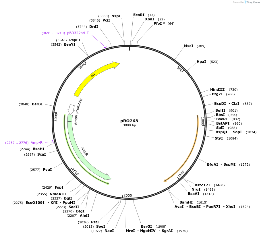 233833-plasmid-map-sequence-id-469357