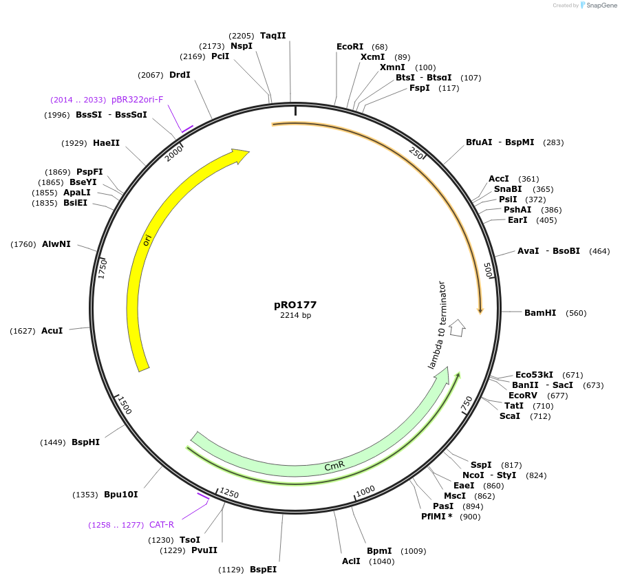 233811-plasmid-map-sequence-id-469361