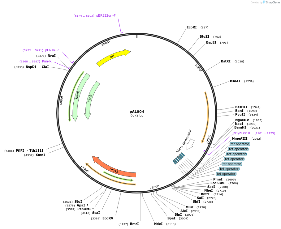233863-plasmid-map-sequence-id-469368