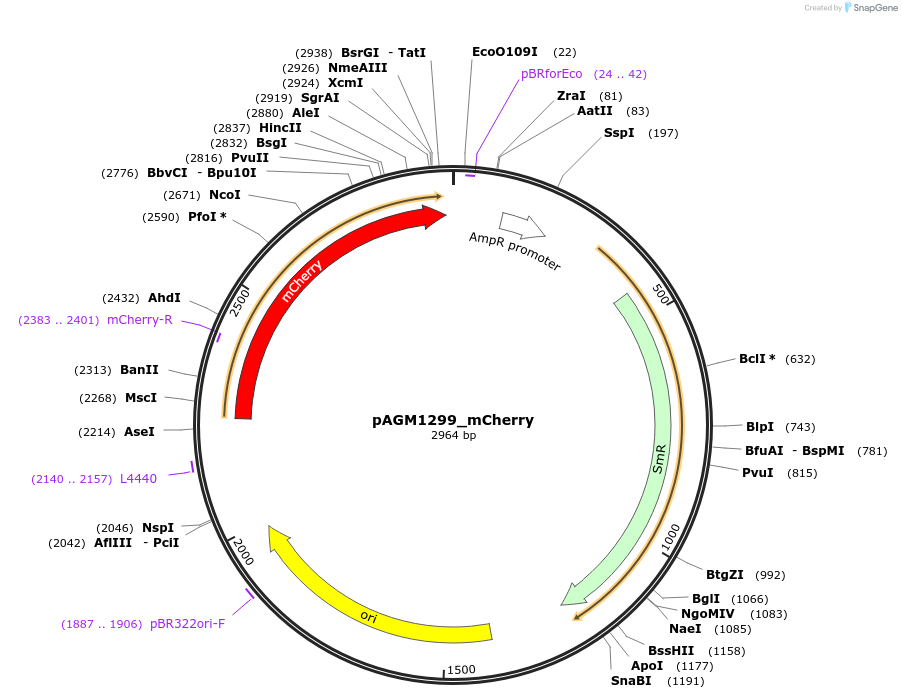232558-plasmid-map-sequence-id-469377