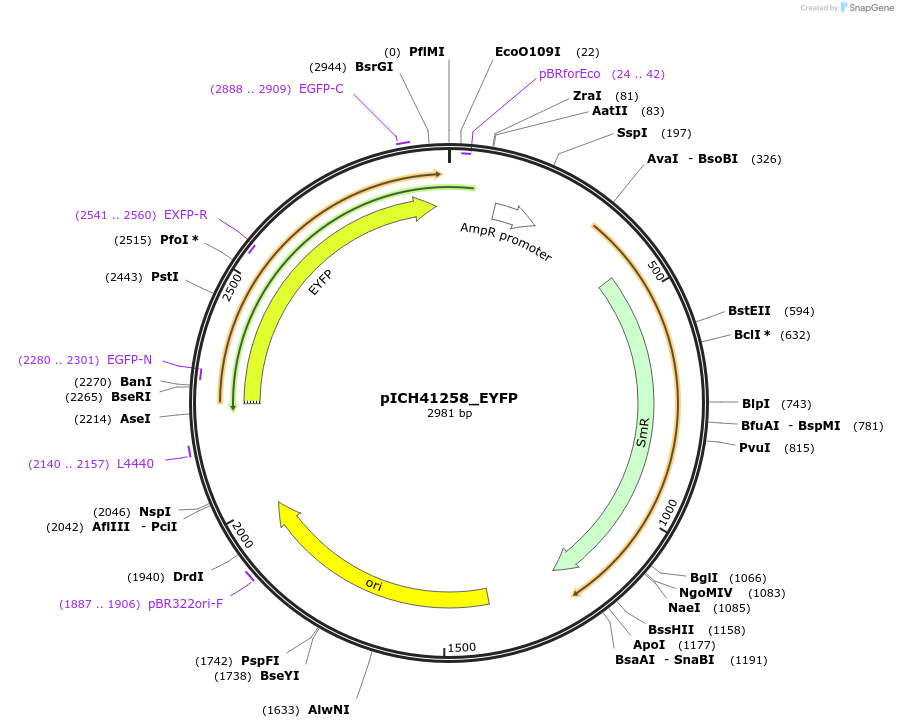 232567-plasmid-map-sequence-id-469380