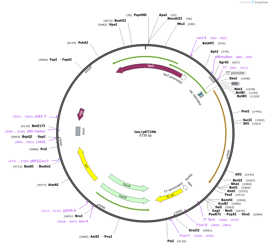 16316-plasmid-map-sequence-id-469389