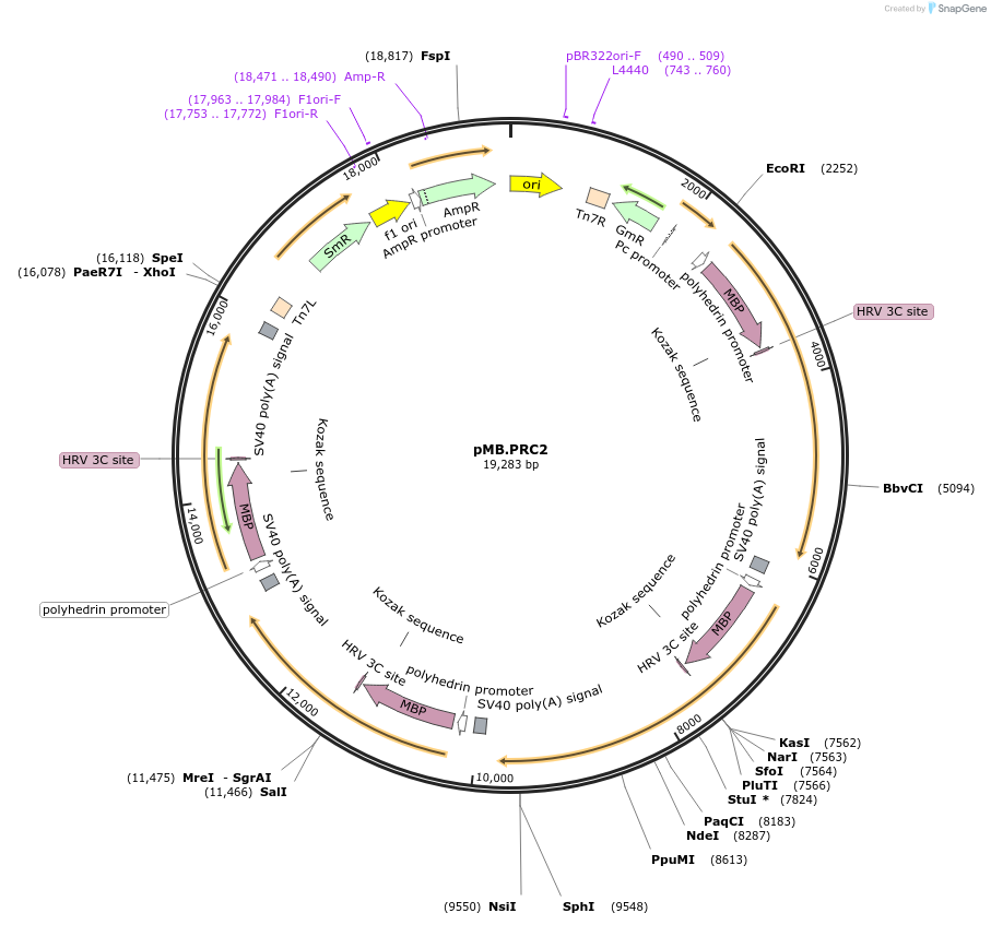 234579-plasmid-map-sequence-id-469404