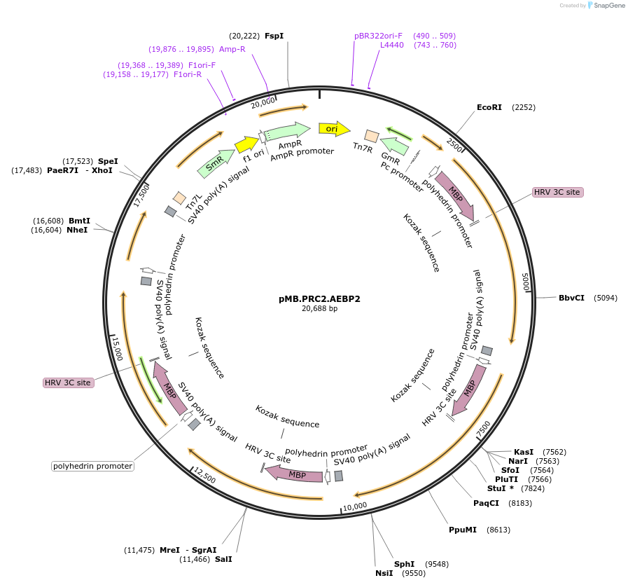 234580-plasmid-map-sequence-id-469407