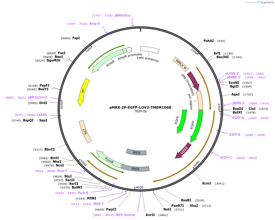233347-plasmid-map-sequence-id-469408