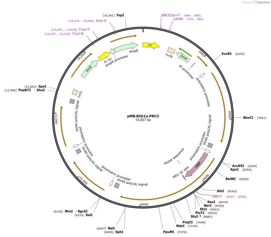 234581-plasmid-map-sequence-id-469411