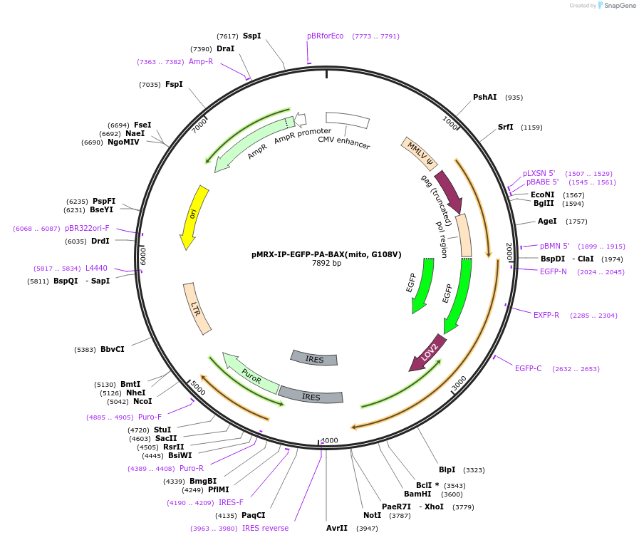 233343-plasmid-map-sequence-id-469412