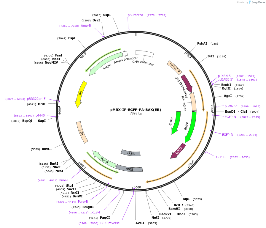 228941-plasmid-map-sequence-id-469413