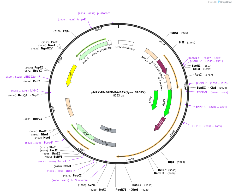 233345-plasmid-map-sequence-id-469414