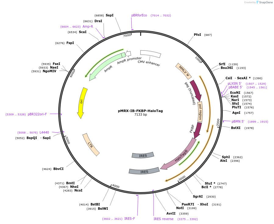 233350-plasmid-map-sequence-id-469415