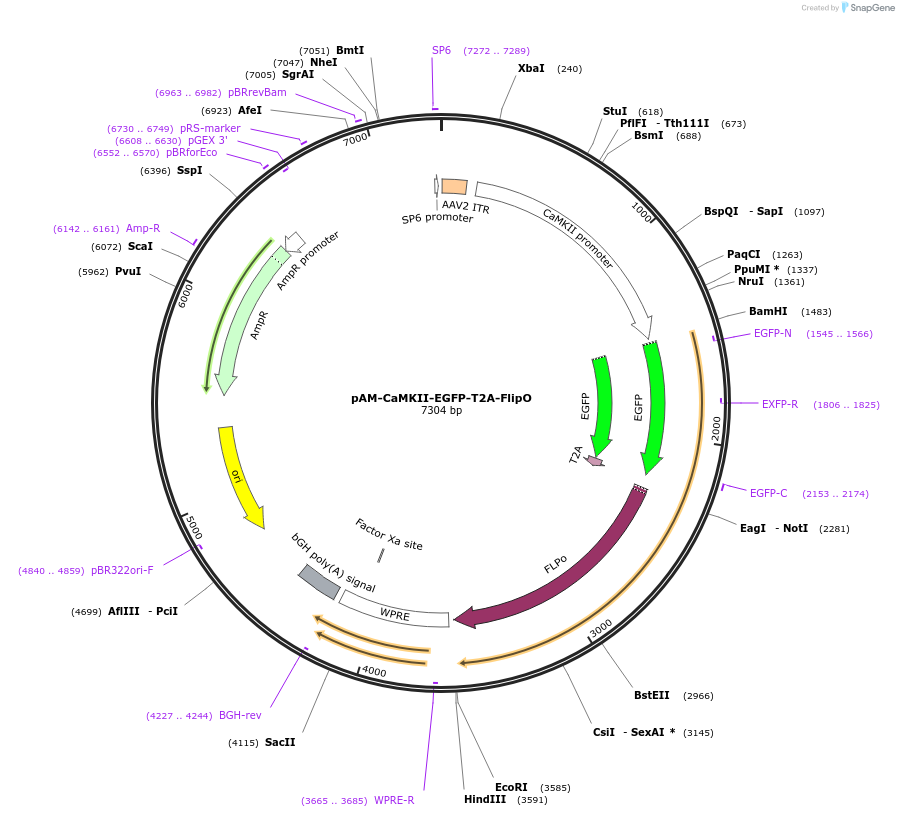 232791-plasmid-map-sequence-id-469419