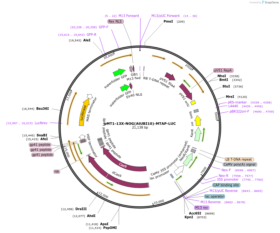 234371-plasmid-map-sequence-id-469425
