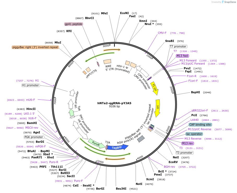 217780-plasmid-map-sequence-id-469426