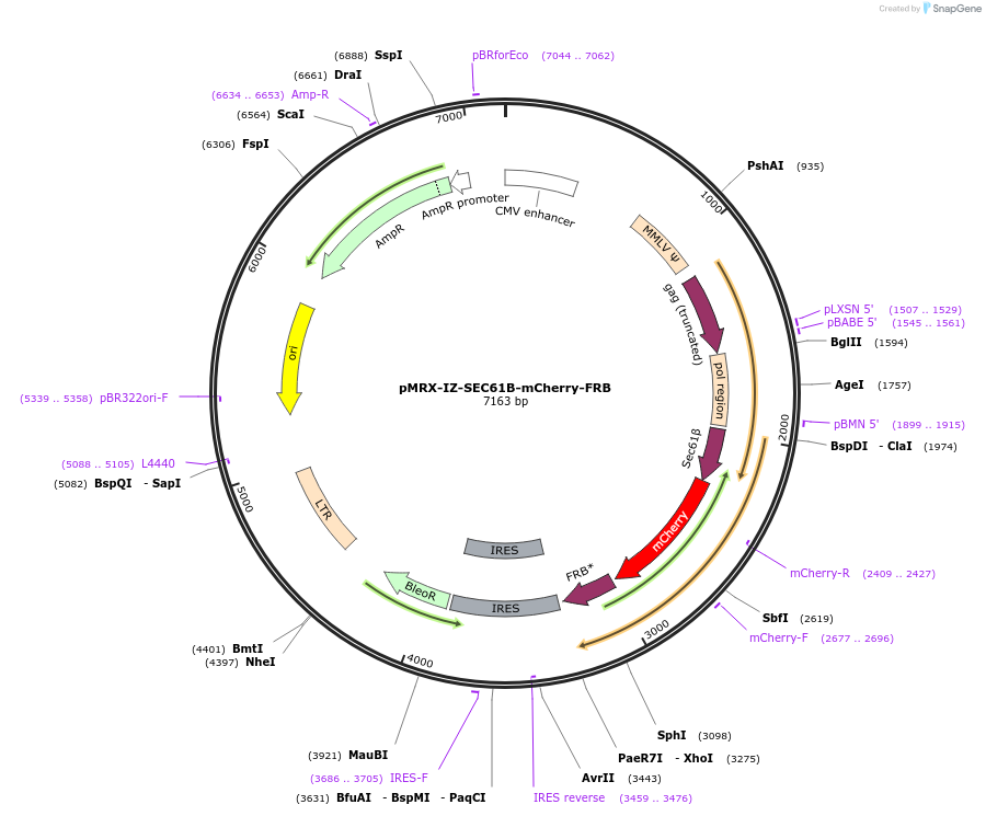 233349-plasmid-map-sequence-id-469427