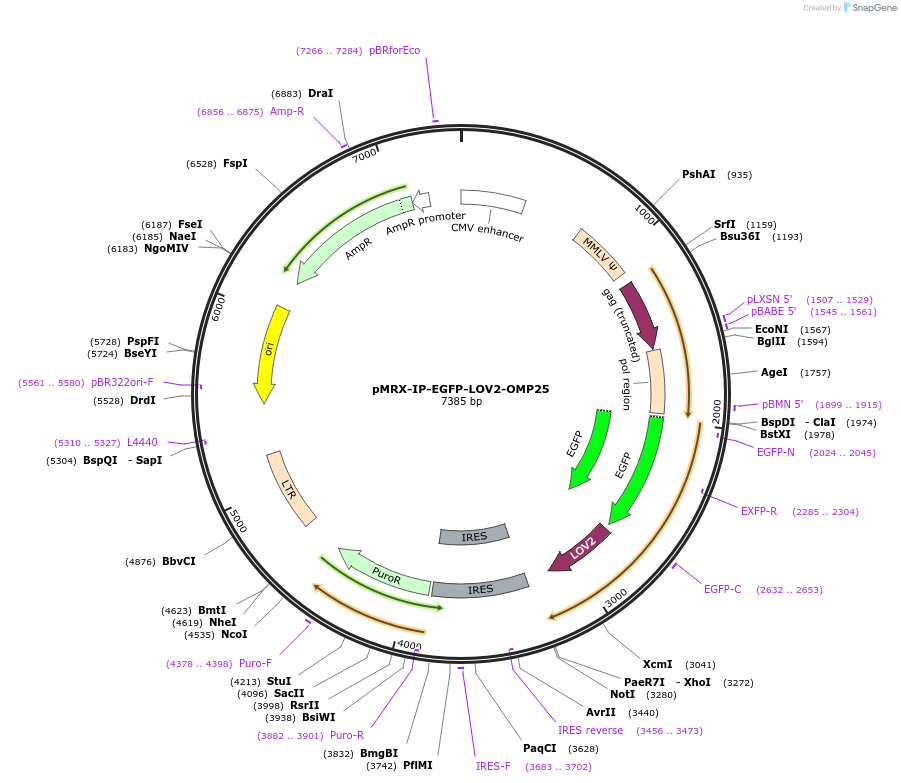 233346-plasmid-map-sequence-id-469428