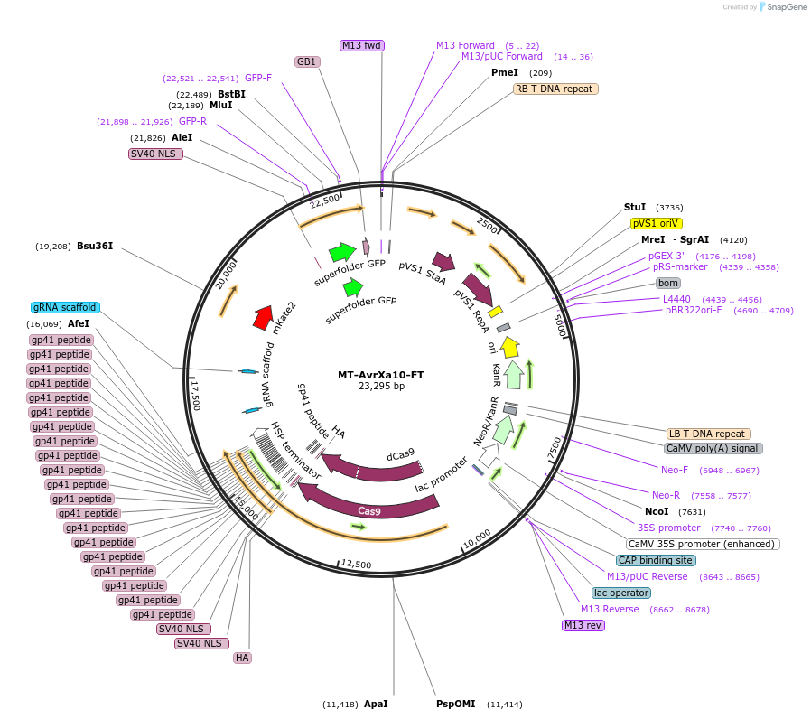 234373-plasmid-map-sequence-id-469429