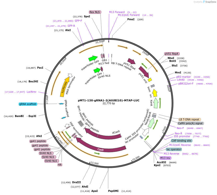 234370-plasmid-map-sequence-id-469430