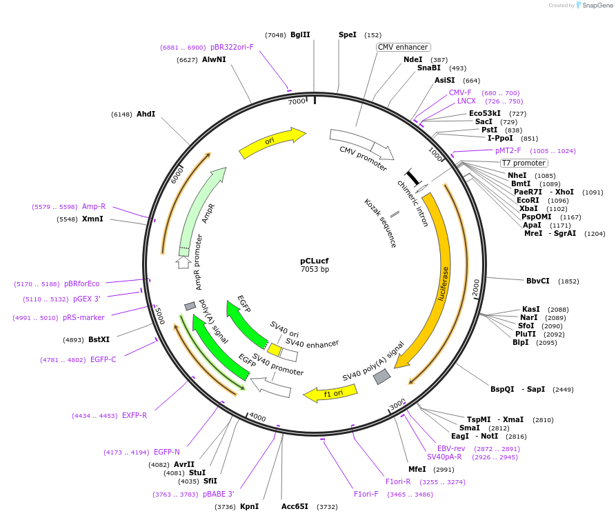 37328-plasmid-map-sequence-id-46945