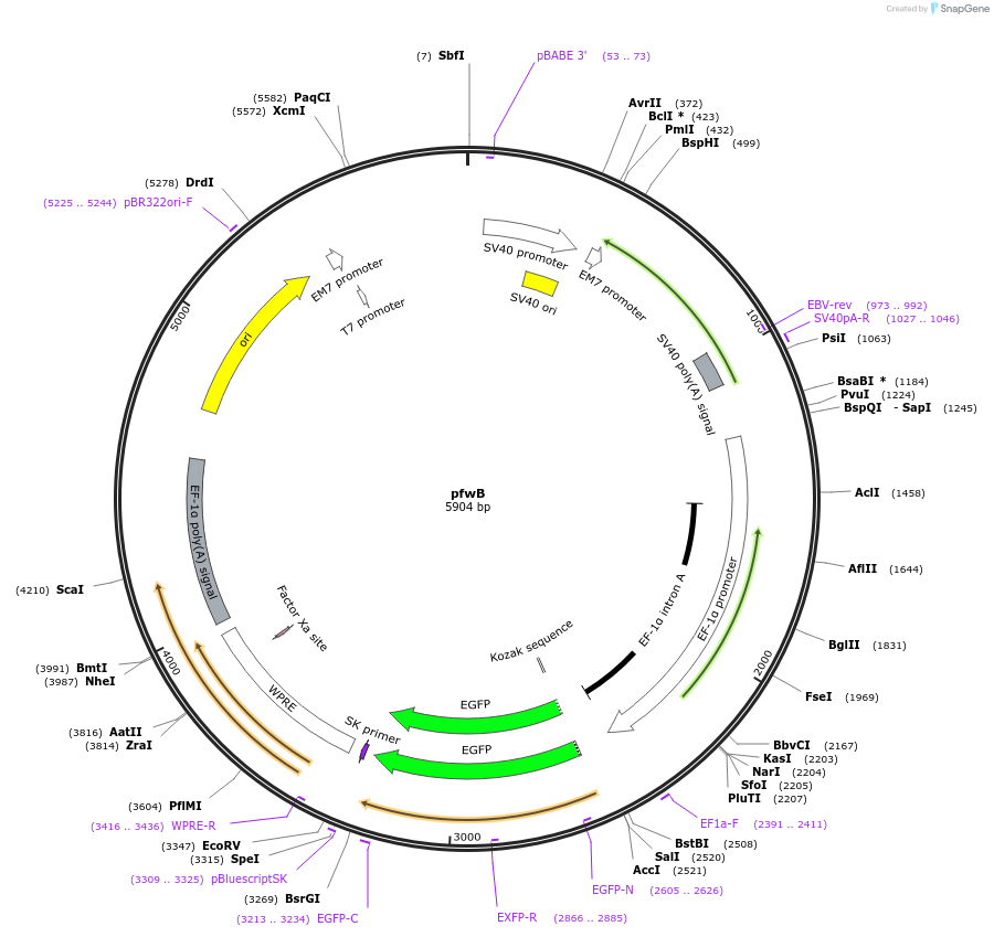 37329-plasmid-map-sequence-id-46946