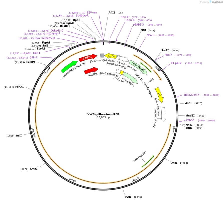 234367-plasmid-map-sequence-id-469472