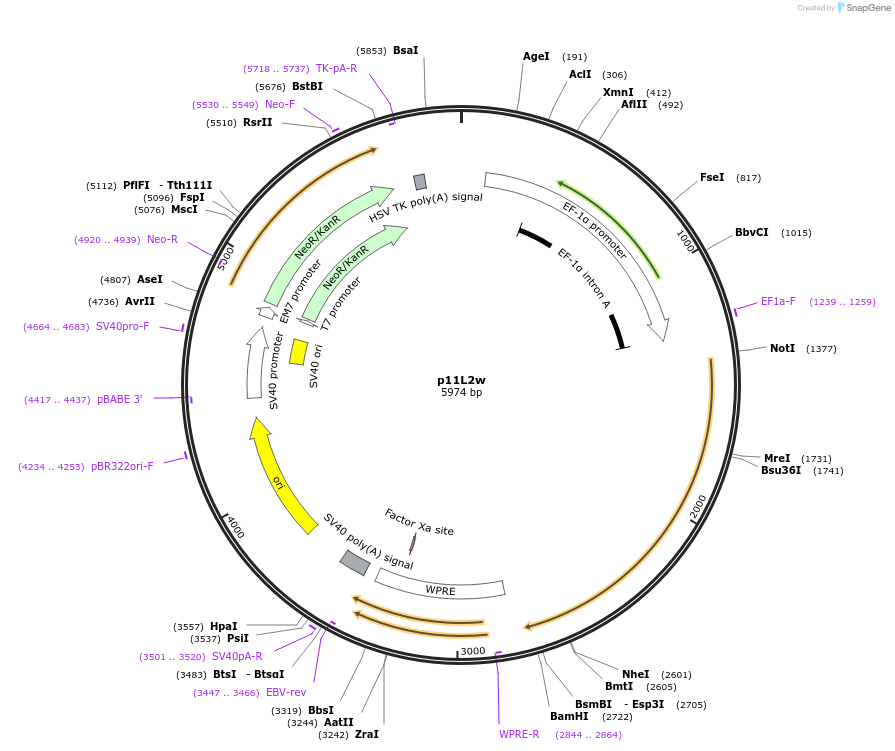 37331-plasmid-map-sequence-id-46948