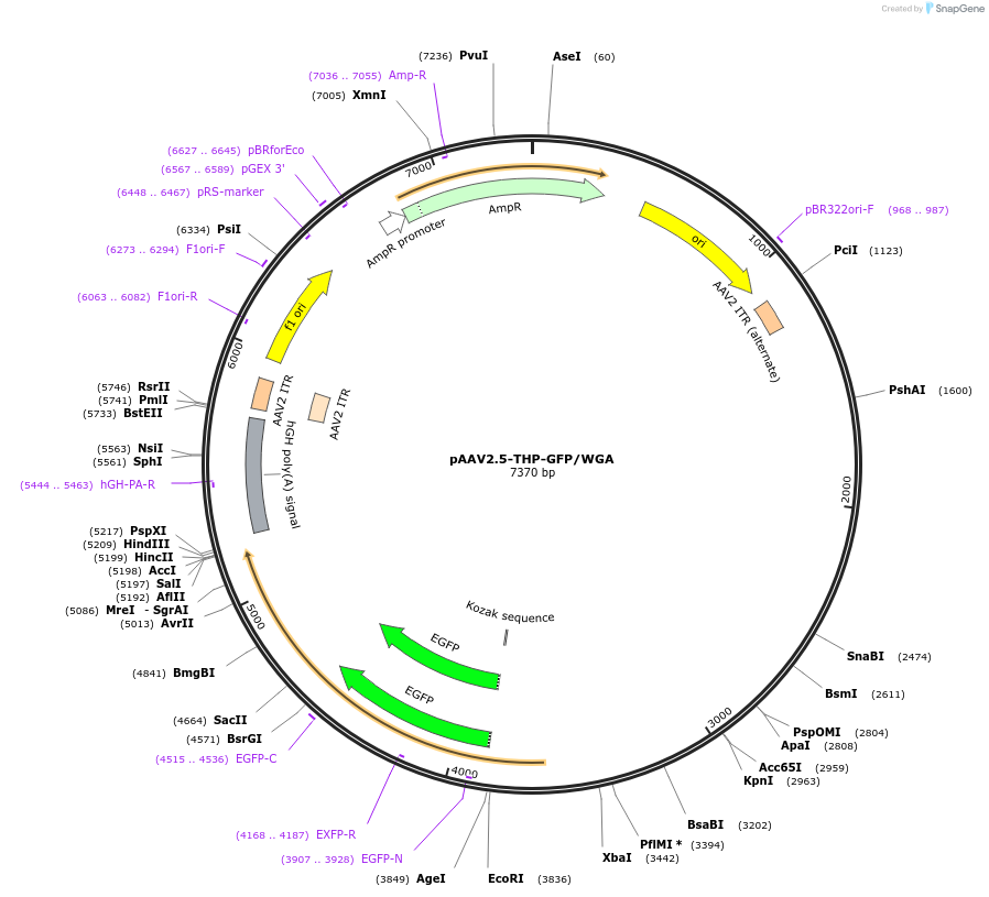 80337-plasmid-map-sequence-id-469484
