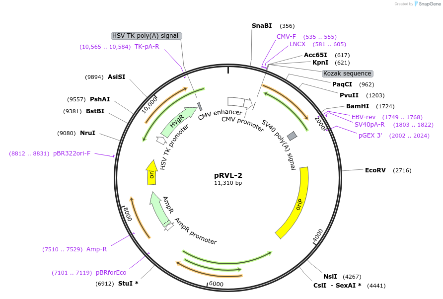 104580-plasmid-map-sequence-id-469485