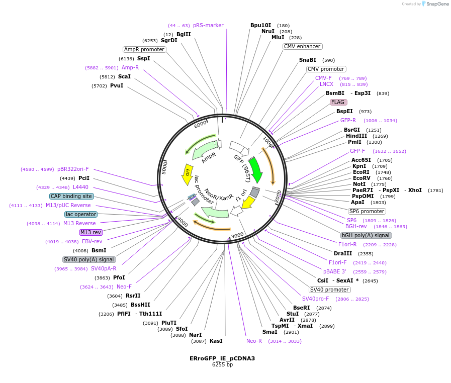 47954-plasmid-map-sequence-id-469493