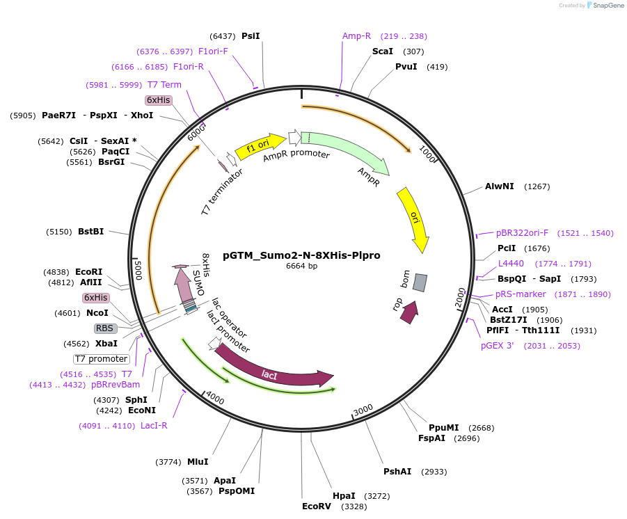 233803-plasmid-map-sequence-id-469494