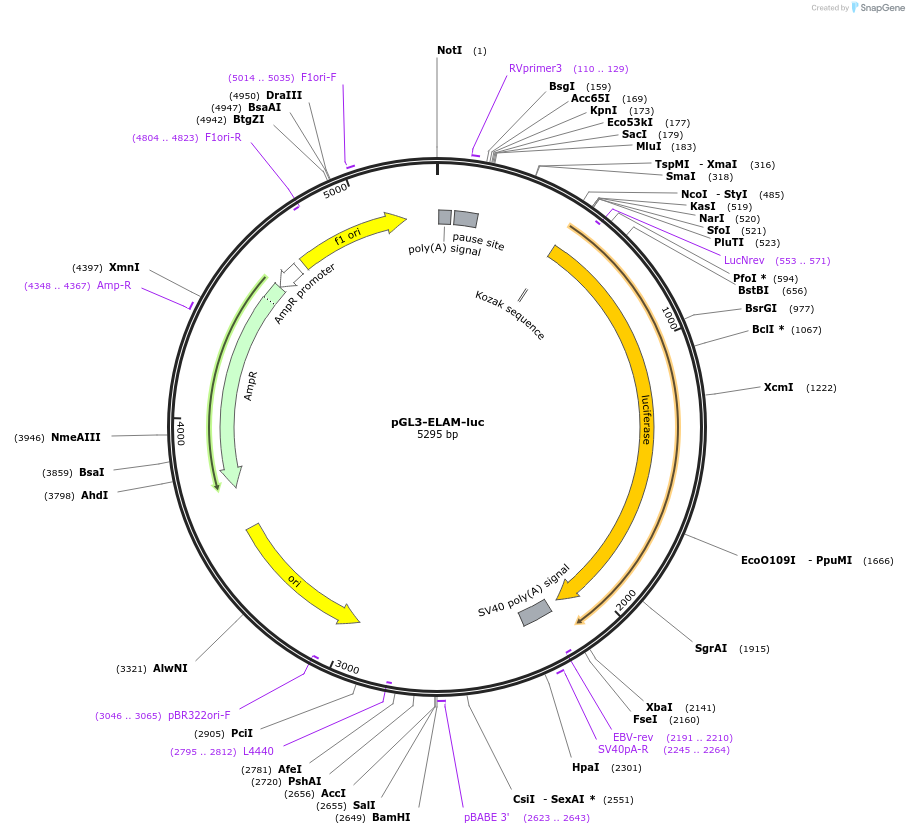 13029-plasmid-map-sequence-id-469496